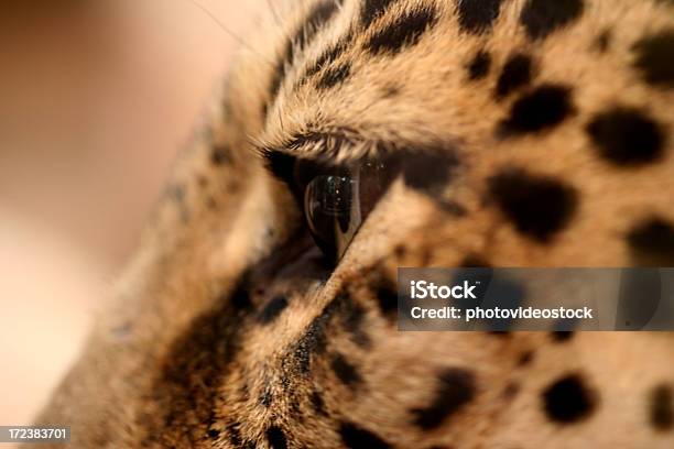 Jaguar 눈 감각 지각에 대한 스톡 사진 및 기타 이미지 - 감각 지각, 감금 상태, 겁먹은