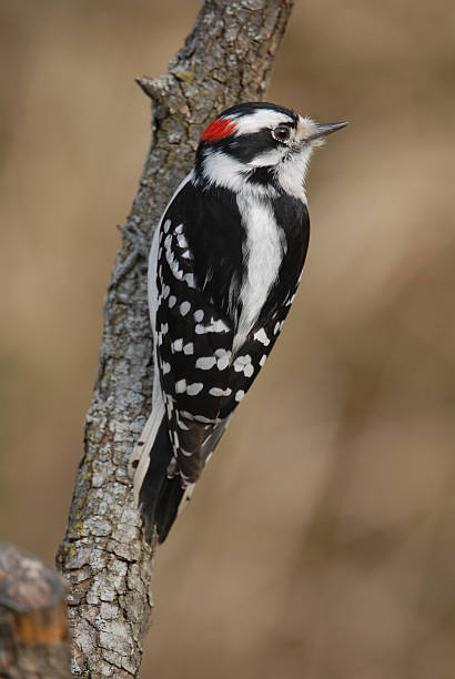 Small but beautiful this Male Downy Woodpecker