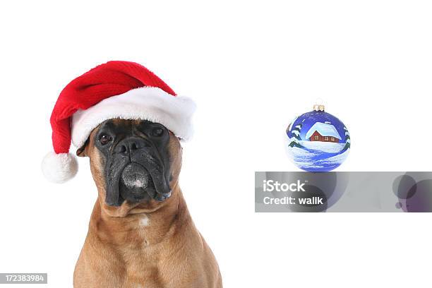 Santa Hund Stockfoto und mehr Bilder von Weihnachten - Weihnachten, Boxer - Hund, Humor