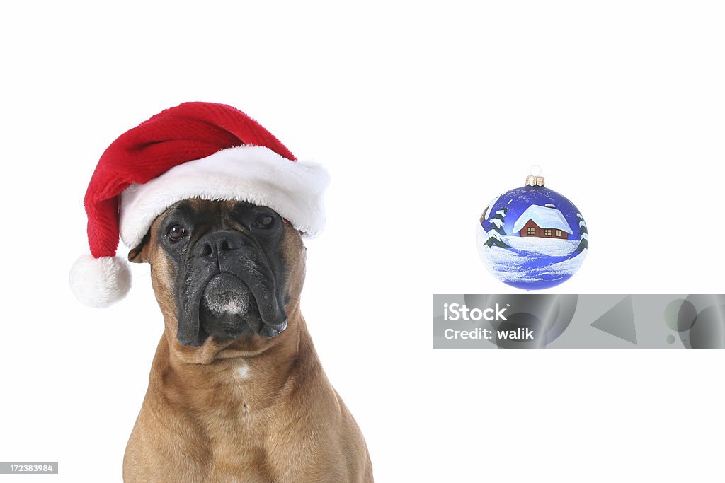Санта-собака - Стоковые фото Рождество роялти-фри