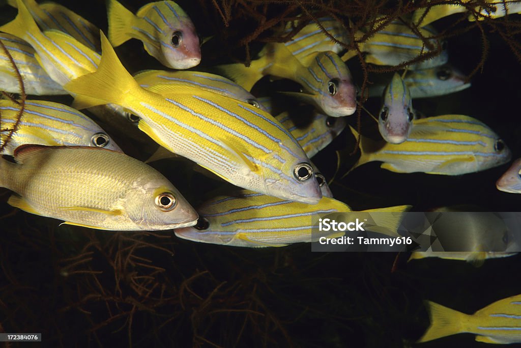 Bluelined Snappers em Árvore Coral negro - Foto de stock de Amarelo royalty-free