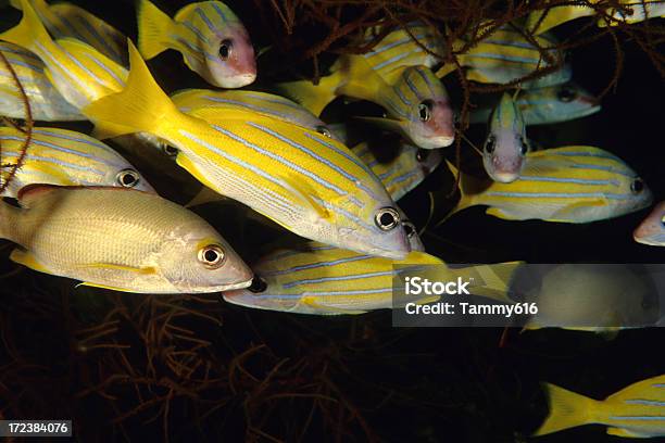 Foto de Bluelined Snappers Em Árvore Coral Negro e mais fotos de stock de Amarelo - Amarelo, Animal, Animal selvagem