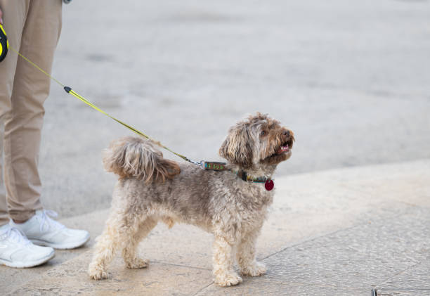 istock dog on a walk with owner 1723841003