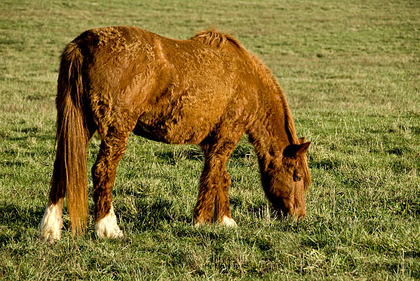 North American (Bashkir) Curly Horse stock photo