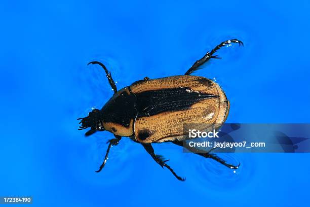 Photo libre de droit de Coléoptère Flotter Sur Leau banque d'images et plus d'images libres de droit de Coléoptère - Coléoptère, Eau, Objet ou sujet détouré