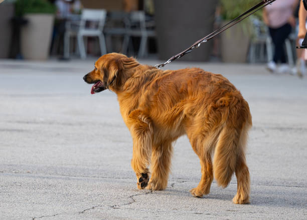 istock dog on a walk with owner 1723842096