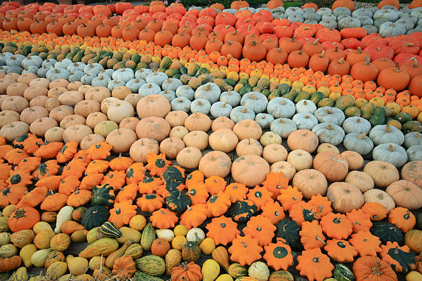 variety of pumpkins different kinds of pumpkins as a colorful background on the worlds largest pumpkin exhibition in Ludwigsburg, Germany ludwigsburg photos stock pictures, royalty-free photos & images