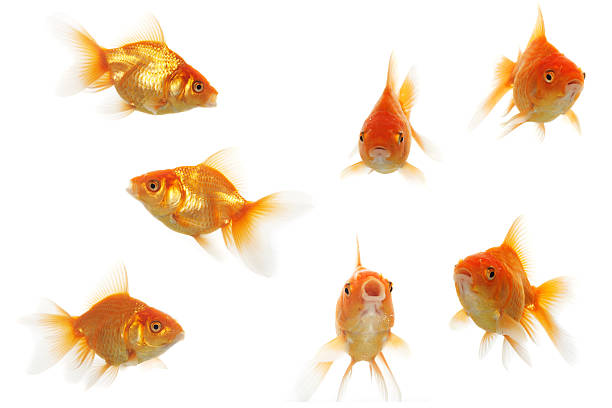 istock Group of goldfishes 172384309