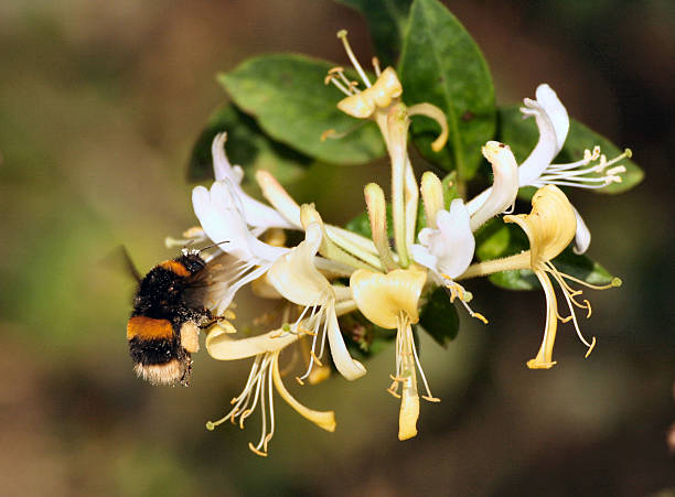 bumble pszczoła na wiciokrzew - bee honey bee single flower honey zdjęcia i obrazy z banku zdjęć