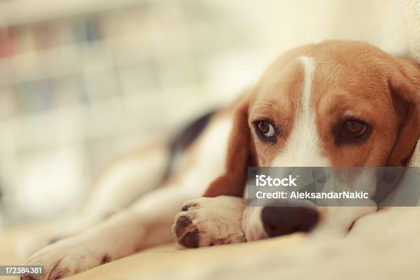 Kranken Welpen Stockfoto und mehr Bilder von Hund - Hund, Krankheit, Traurigkeit