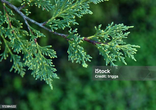 Cipro Branch - Fotografie stock e altre immagini di Ambientazione esterna - Ambientazione esterna, Cipresso, Colore verde