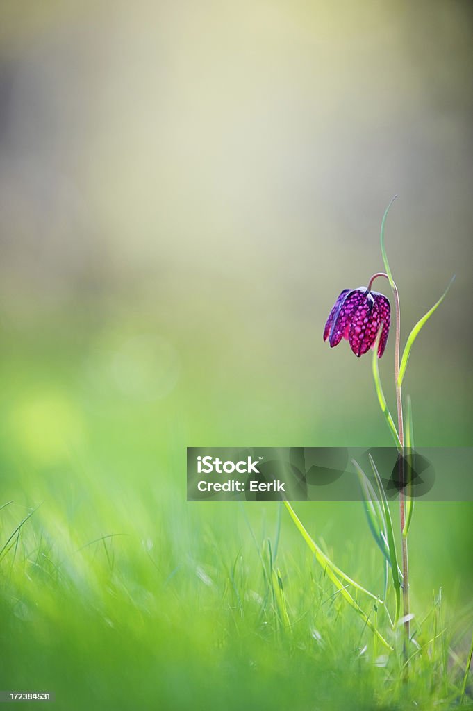 Fritillaria fiore - Foto stock royalty-free di A quadri