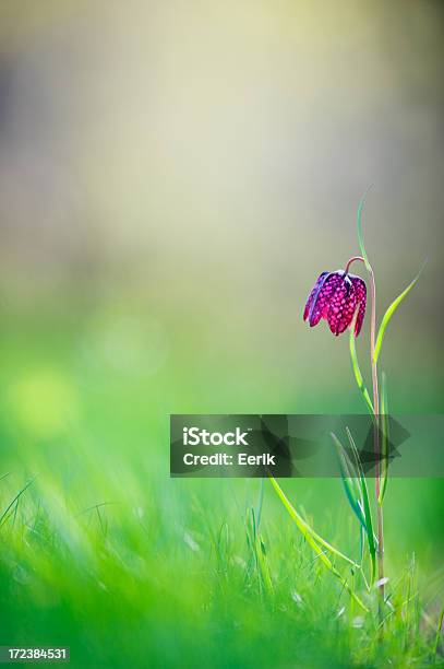 Fritillaria Fiore - Fotografie stock e altre immagini di A quadri - A quadri, Ambientazione esterna, Bellezza naturale