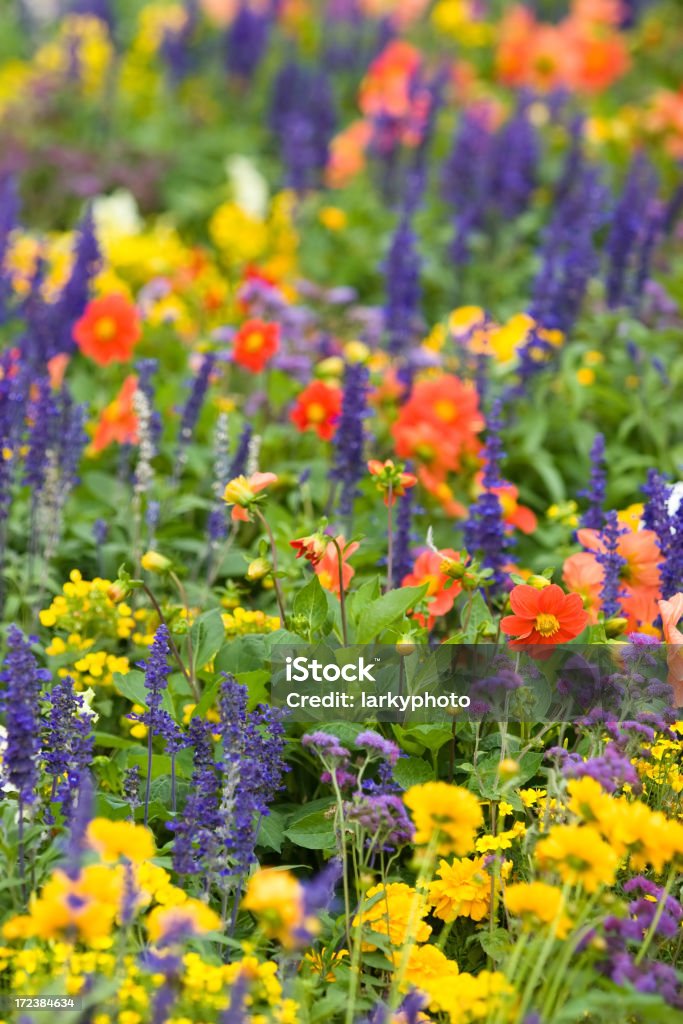 Campo de flores de colores - Foto de stock de Aciano libre de derechos