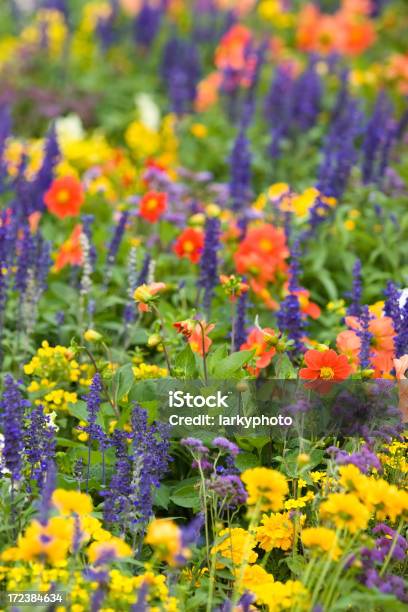 Campo De Flores De Colores Foto de stock y más banco de imágenes de Aciano - Aciano, Aire libre, Alergia al polen