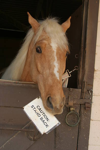 Horse Advisory stock photo
