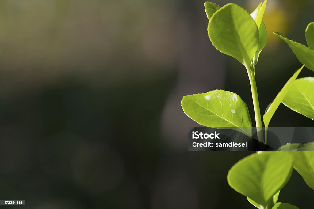 Des feuilles vert - Photo de Arbre libre de droits