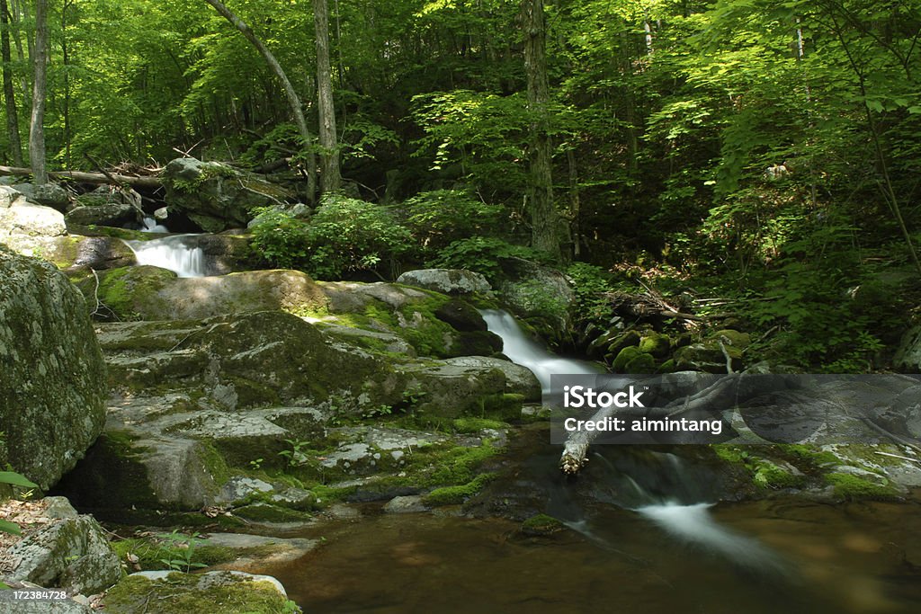 Forêt de Shenandoah National Park - Photo de Arbre libre de droits