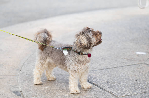 istock dog on a walk with owner 1723848617