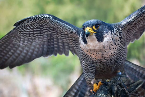 Peregrine falcon A Peregrine Falcon (Falco peregrinus) spreading its wings. falcon bird stock pictures, royalty-free photos & images