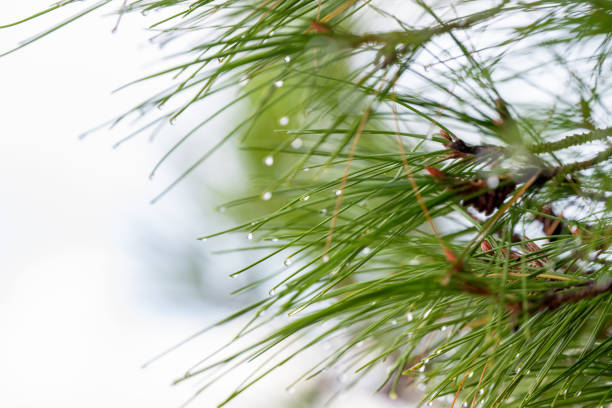 istock drops of rain on pine needles 1723849669