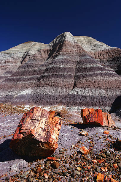 石化 - petrified forest national park ストックフォトと画像