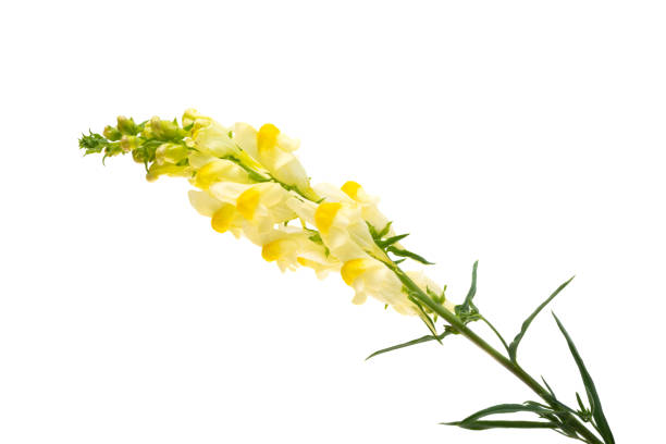 yellow snapdragon flowers isolated on white background