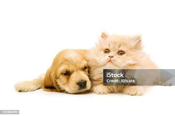 Look At Me Stock Photo - Download Image Now - Kitten, Puppy, White Background