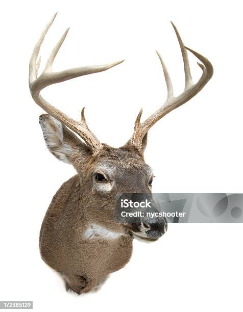 Deer De Cabeza Foto de stock y más banco de imágenes de Ciervo - Ciervo, Taxidermia, Ciervo de cola blanca