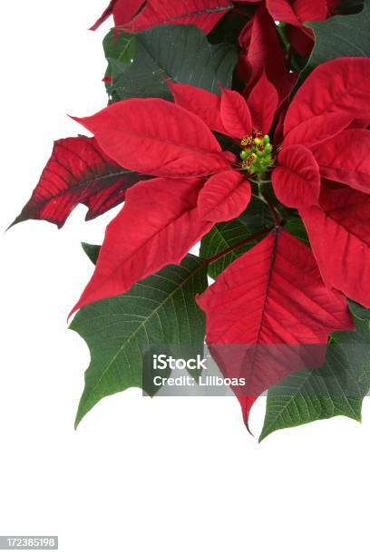 Photo libre de droit de Série De Poinsettia banque d'images et plus d'images libres de droit de Poinsettia - Poinsettia, Fond blanc, Bordure