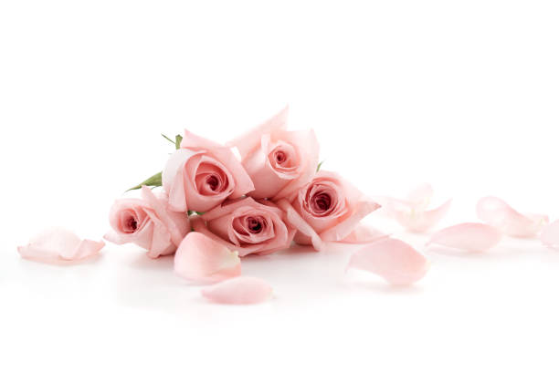 istock Pink Roses and petals lying down 172385322