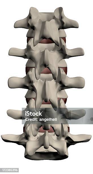 휴머니즘 척추 섹션 건강관리와 의술에 대한 스톡 사진 및 기타 이미지 - 건강관리와 의술, 사람 뼈, 사진-이미지
