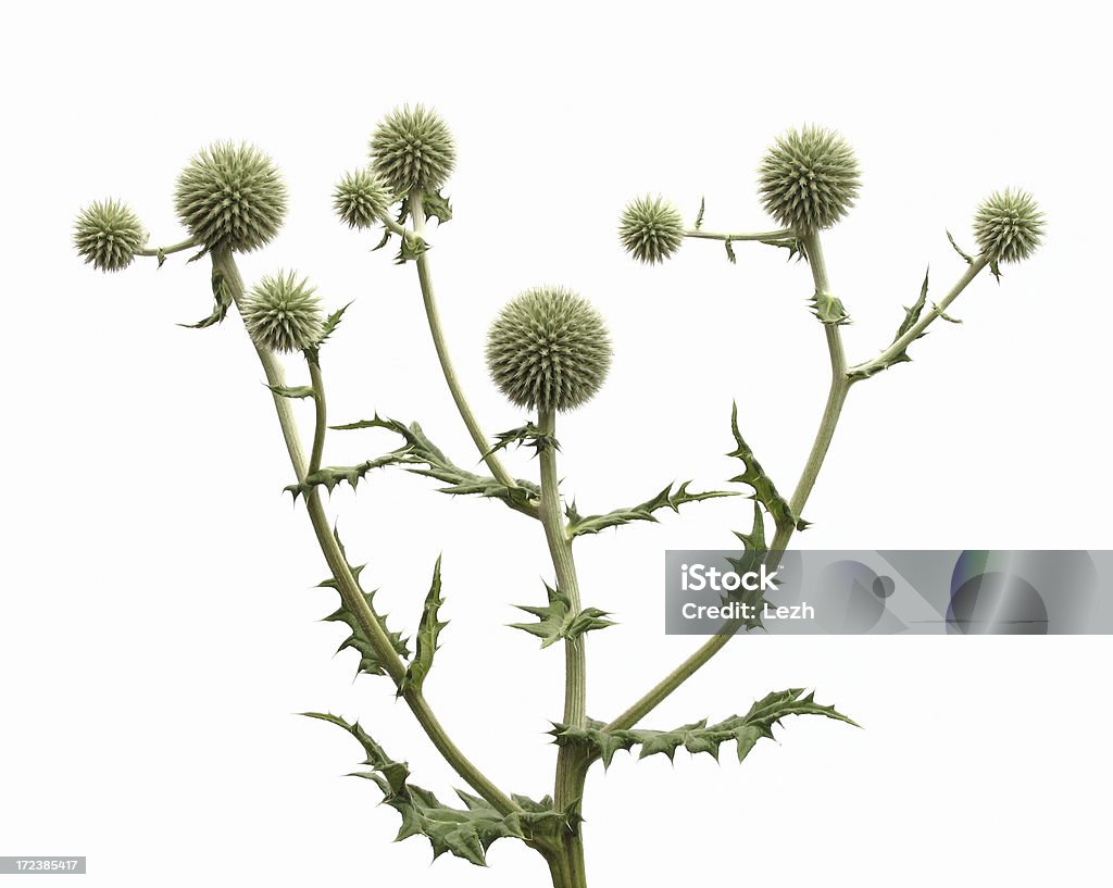 isolated thistle Cut Out Stock Photo