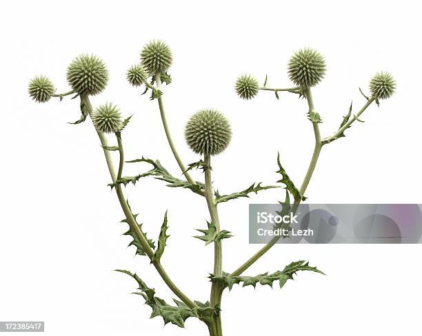 Isolated Thistle Stock Photo - Download Image Now - Cut Out, Thistle, Barbed Wire