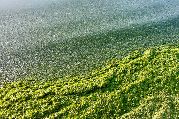 istock Green algae on the shore of the lake. View from above. 1723854500