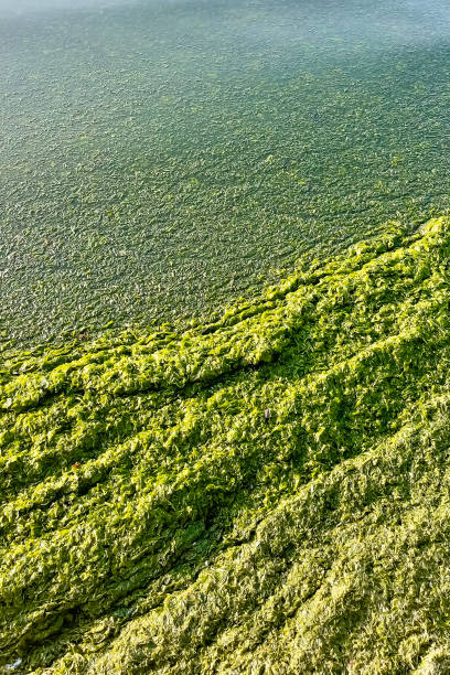 istock Green algae on the shore of the lake. View from above. 1723855020