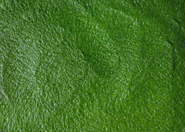 top view of classic spinach