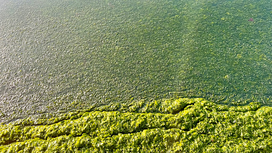 Green algae on the shore of the lake. View from above.