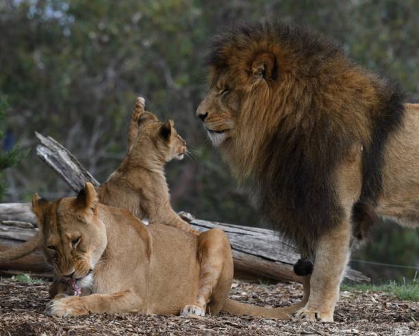 istock Pride of lions 1723857641