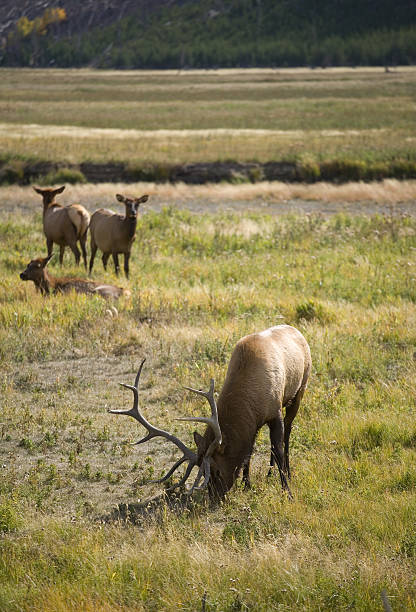 Alces - foto de acervo