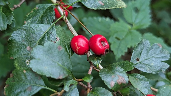 Red fruit of hawthorn (Crataegus), close-up. Crataegus, commonly Hawthorn, Quickthorn, Thornapel, Corn Tree, White, Broadberry.