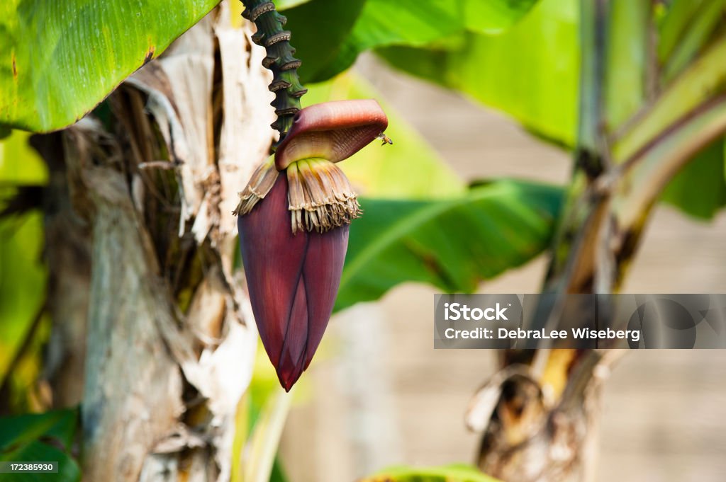 Ape domestica e Banana Bloom - Foto stock royalty-free di Acerbo