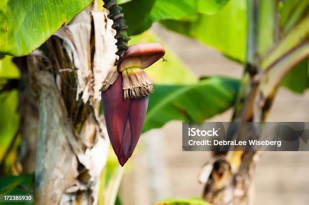 Ape Domestica E Banana Bloom - Fotografie stock e altre immagini di Acerbo - Acerbo, Agricoltura, Albero