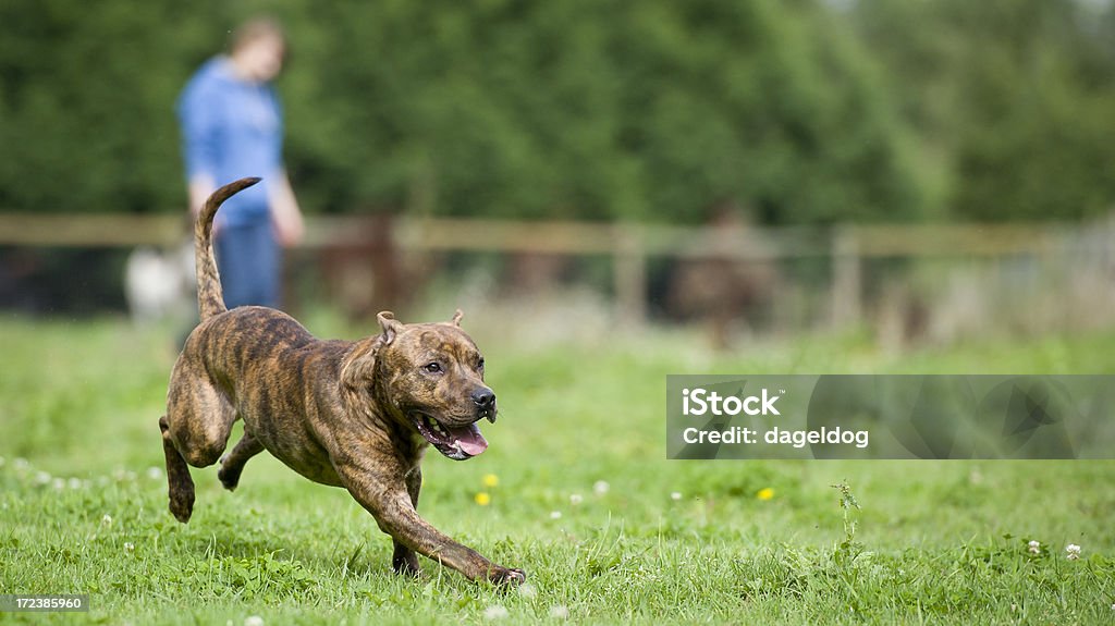 On the loose Dangerous dog at large in the park Running Stock Photo