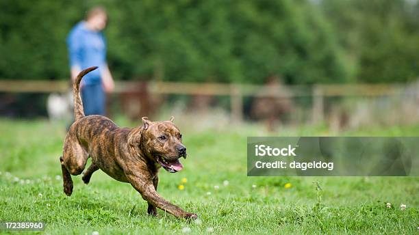 On The Loose Stock Photo - Download Image Now - Running, Alertness, Animal