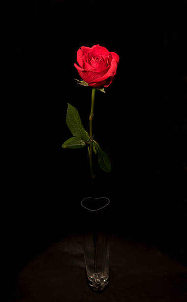 Single Rose In Vase stock photo