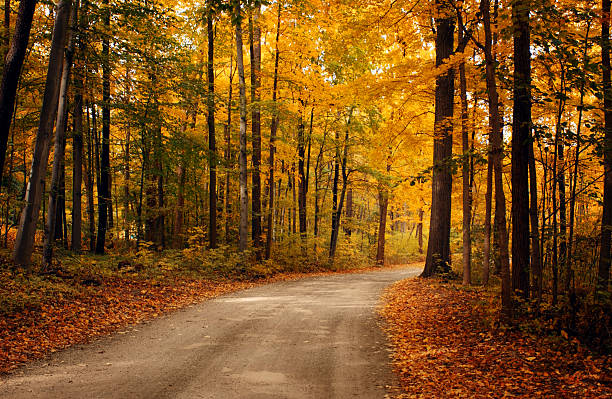Cтоковое фото Осенняя Road