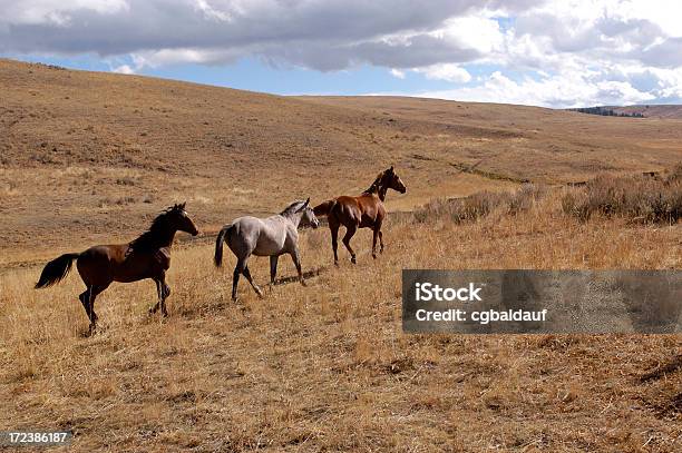 Foto de Três Jovens Colts e mais fotos de stock de Agricultura - Agricultura, Animal, Animal de Fazenda