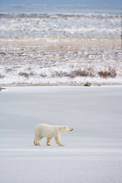 istock polar bear walking in tundra 172386429