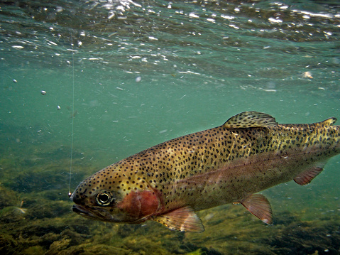 A rainbow trout (oncorhynchus mykiss) swims in turquoise clear water.  The former latin name was Salmo gairdneri.